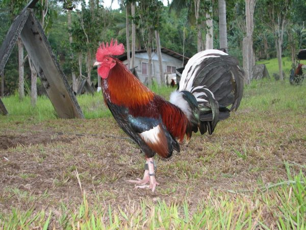 Kearney Whitehackle Gamefowl