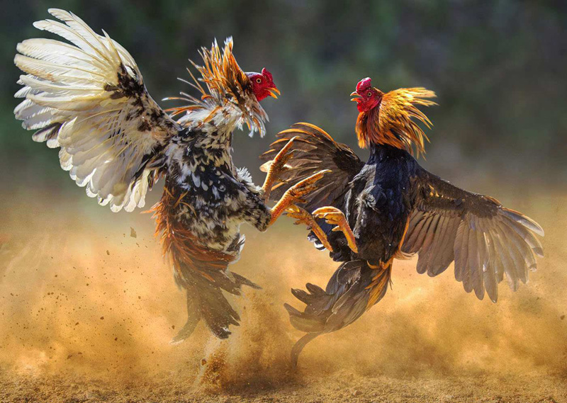 90920 cockfighting 800x569 1