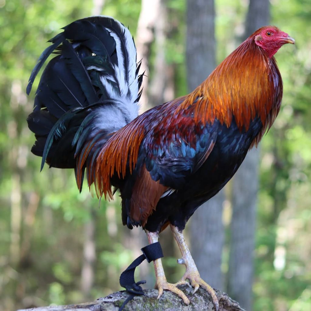 Albany gamefowl hatching eggs for sale