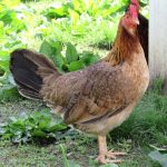 Madigin claret gamefowl hatching eggs