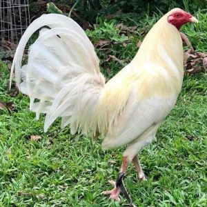 White Hackle Gamefowl