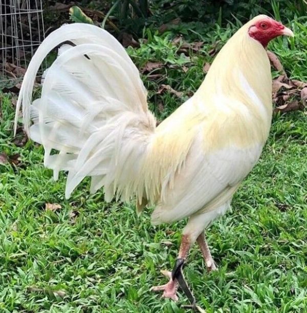 White Hackle Gamefowl