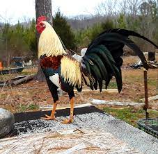 American Gamefowl