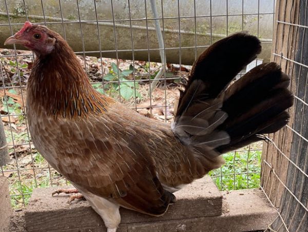 featured kelso pullet 2021 hatched 626x626 1 e1658936068876