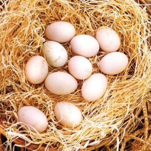 Albany gamefowl hatching eggs