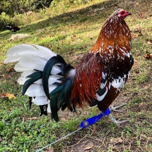 Morgan Whitehackle Gamefowl