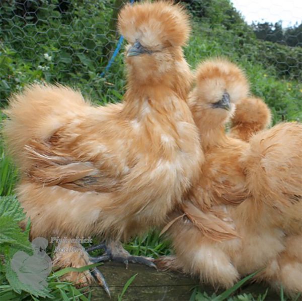 silkie chicks for sale