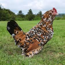 mille fleur d'uccle pullets for sale