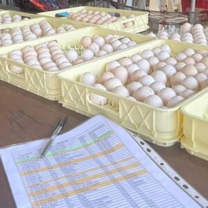 warhorse gamefowl eggs for sale​