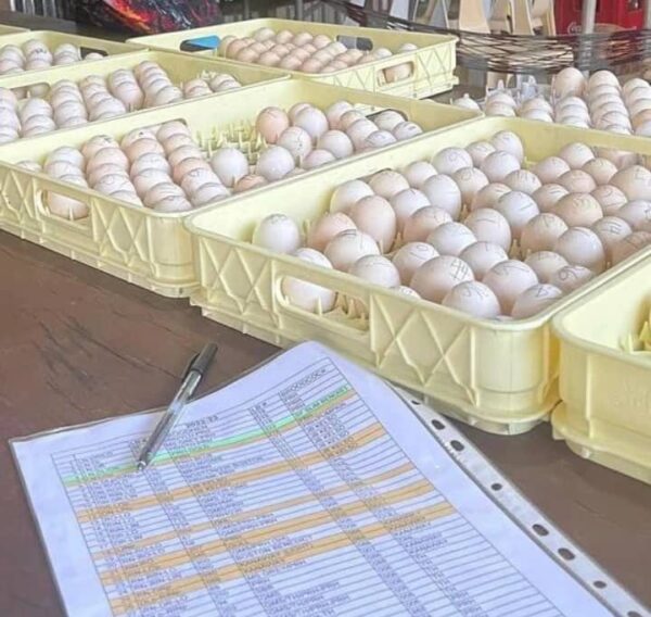 warhorse gamefowl eggs for sale​