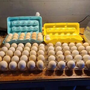 kelso gamefowl eggs for sale